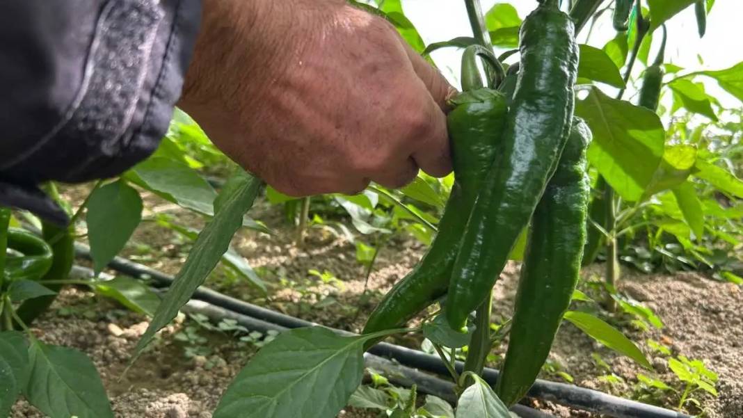 Türkiye’nin En Acı Biberinde Hasat Hatay’da Başladı! 7